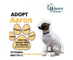 Adoption appeal