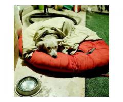Abandoned doggie up for adoption