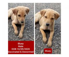 8 puppies up for adoption