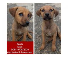 8 puppies up for adoption